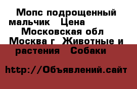 Мопс подрощенный мальчик › Цена ­ 45 000 - Московская обл., Москва г. Животные и растения » Собаки   